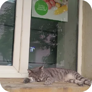 Sticker from коты бро @TgEmodziBot