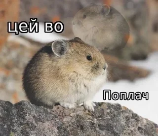 🌟 emoji Цей во, стікери Telegram sticker 10 of 88