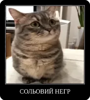 Sticker from Сольовий всюдихід @solovyy