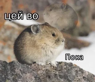 🌟 emoji Цей во, стікери Telegram sticker 17 of 88