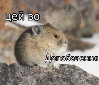 🌟 emoji Цей во, стікери Telegram sticker 8 of 88