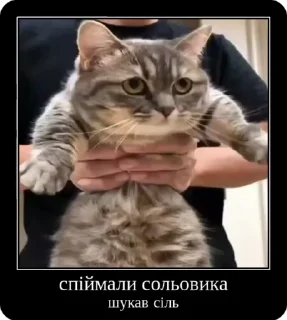 👮‍♀️ emoji Сольовик і неформали @solovyy Telegram sticker 13 of 50