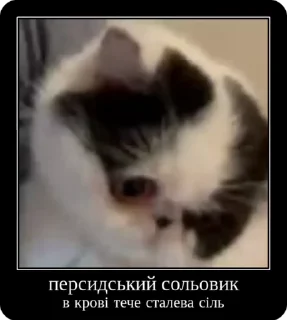 🇮🇷 emoji Сольовик і неформали @solovyy Telegram sticker 15 of 50