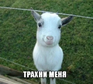 🌟 emoji привет я коза Telegram sticker 16 of 19