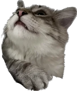 😤 emoji Стеша Telegram sticker 21 of 26