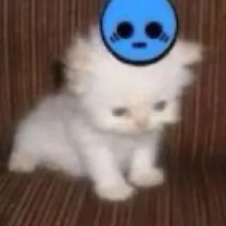 🍡 emoji Miau 😓 Telegram sticker 8 of 60