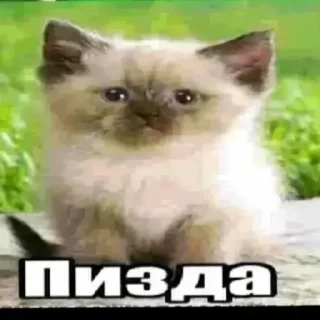 🤐 emoji мама я люблю Telegram sticker 8 of 120