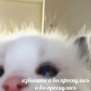 🐱 emoji Не заходи сюда👉🏻 @stikiin Telegram sticker 23 of 119