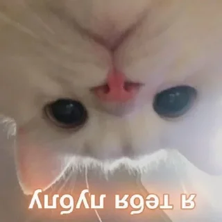 🐈 emoji Не заходи сюда👉🏻 @stikiin Telegram sticker 17 of 119