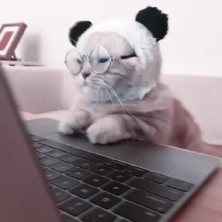 🐈 emoji 🐈’ 𝖼𝖺𝗍𝗌 @sunoowo Telegram sticker 9 of 40