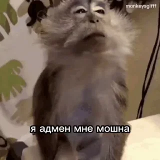 Sticker from Бибизянки адменав @Oda_p0pk0r9 не пидар