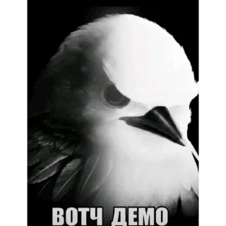 🦜 emoji птички delux edition Telegram sticker 14 of 66
