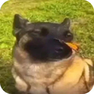 Sticker from ЛЮТЫЙ ПАК ФЕЗИЛОВА ДЛЯ ЕБЛИ……
