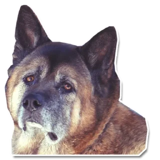 😒 emoji Упоротый пёс Telegram sticker 14 of 40
