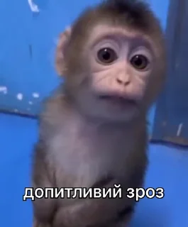 😯 emoji зроз 3 @zroz_monkey Telegram sticker 18 of 31