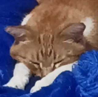 😴 emoji рыжик легенда Telegram sticker 14 of 19
