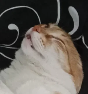 🥴 emoji рыжик легенда Telegram sticker 12 of 19