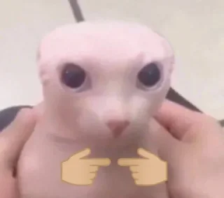 Sticker from Meme stickers