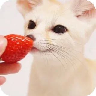 🐱 emoji лютый кинн Telegram sticker 23 of 49