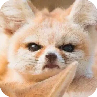 🐱 emoji лютый кинн Telegram sticker 16 of 49