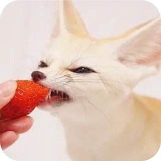 🐱 emoji лютый кинн Telegram sticker 24 of 49