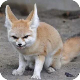🐶 emoji лютый кинн Telegram sticker 17 of 49