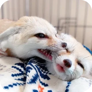 🐶 emoji лютый кинн Telegram sticker 8 of 49
