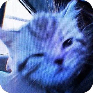 Sticker from гав гав🐈‍⬛