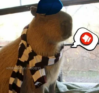 🫧 emoji капибарные капибары Telegram sticker 17 of 52
