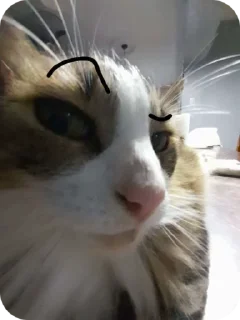 Sticker from Блатной котяра🂾