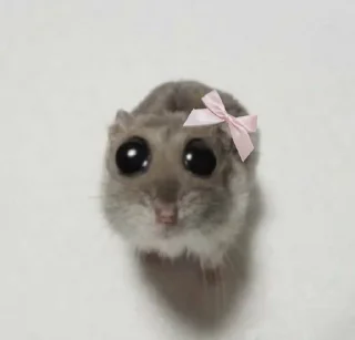 🌟 emoji pions & eli hamster Telegram sticker 5 of 14