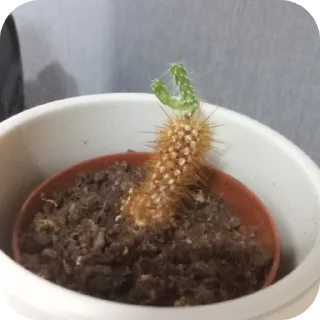 🍲 emoji Шелби пидор Telegram sticker 8 of 58