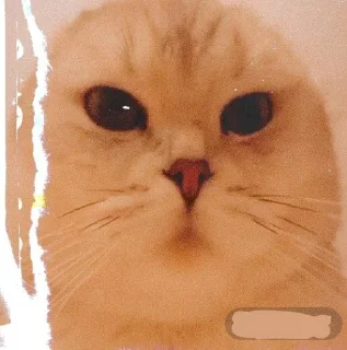 🤩 emoji Легендо до Telegram sticker 10 of 88