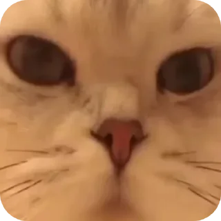🐱 emoji Легендо до Telegram sticker 23 of 88