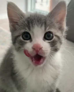 😃 emoji педикбург на пидоровка Telegram sticker 20 of 22