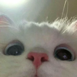 🙂 emoji стикеры от не шалава Telegram sticker 5 of 60