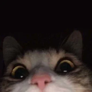 🙂 emoji стикеры от не шалава Telegram sticker 19 of 60