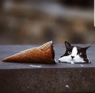 🧁 emoji аккуратно, не съешьте кота Telegram sticker 22 of 120