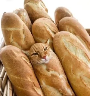 🧁 emoji аккуратно, не съешьте кота Telegram sticker 16 of 120