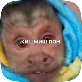 Sticker from пон зроз und