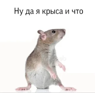🌟 emoji Катя и Друзьяшки Telegram sticker 12 of 83