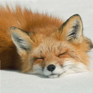 😄 emoji Лис Telegram sticker 17 of 55