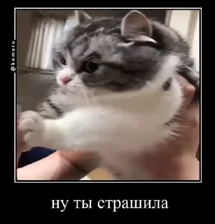 🌟 emoji комару и банда😼 Telegram sticker 18 of 50