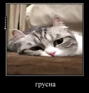 🌟 emoji комару и банда😼 Telegram sticker 12 of 50