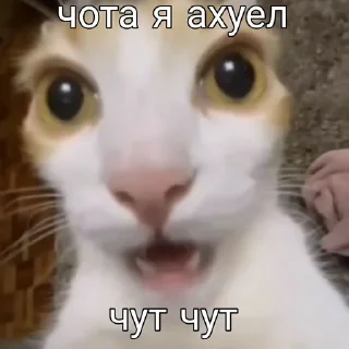 🌟 emoji нигермания Telegram sticker 22 of 37