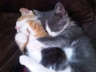 Sticker from @im13yo cats