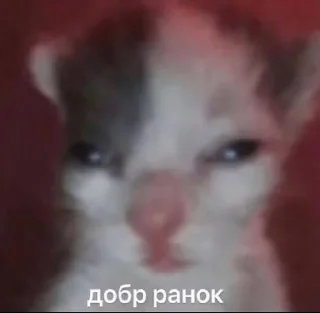 Sticker from котики і все інше
