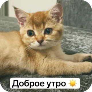 Sticker from Луна 🌙