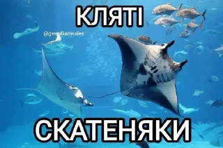 😡 emoji Файні скатеняки Telegram sticker 14 of 105