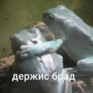 🫂 emoji жабья нора. Telegram sticker 21 of 50